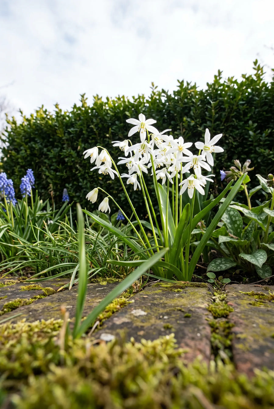 Scilla Siberica Alba — in de tuin