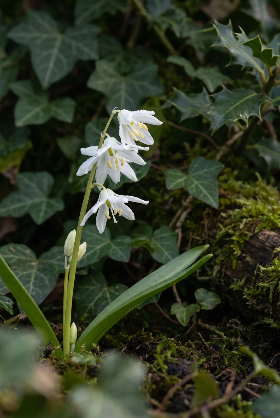 Scilla Siberica Alba — sfeerbeeld