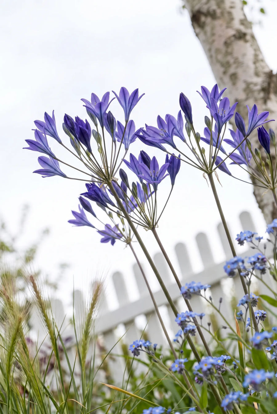 Triteleia Queen Fabiola — in de tuin