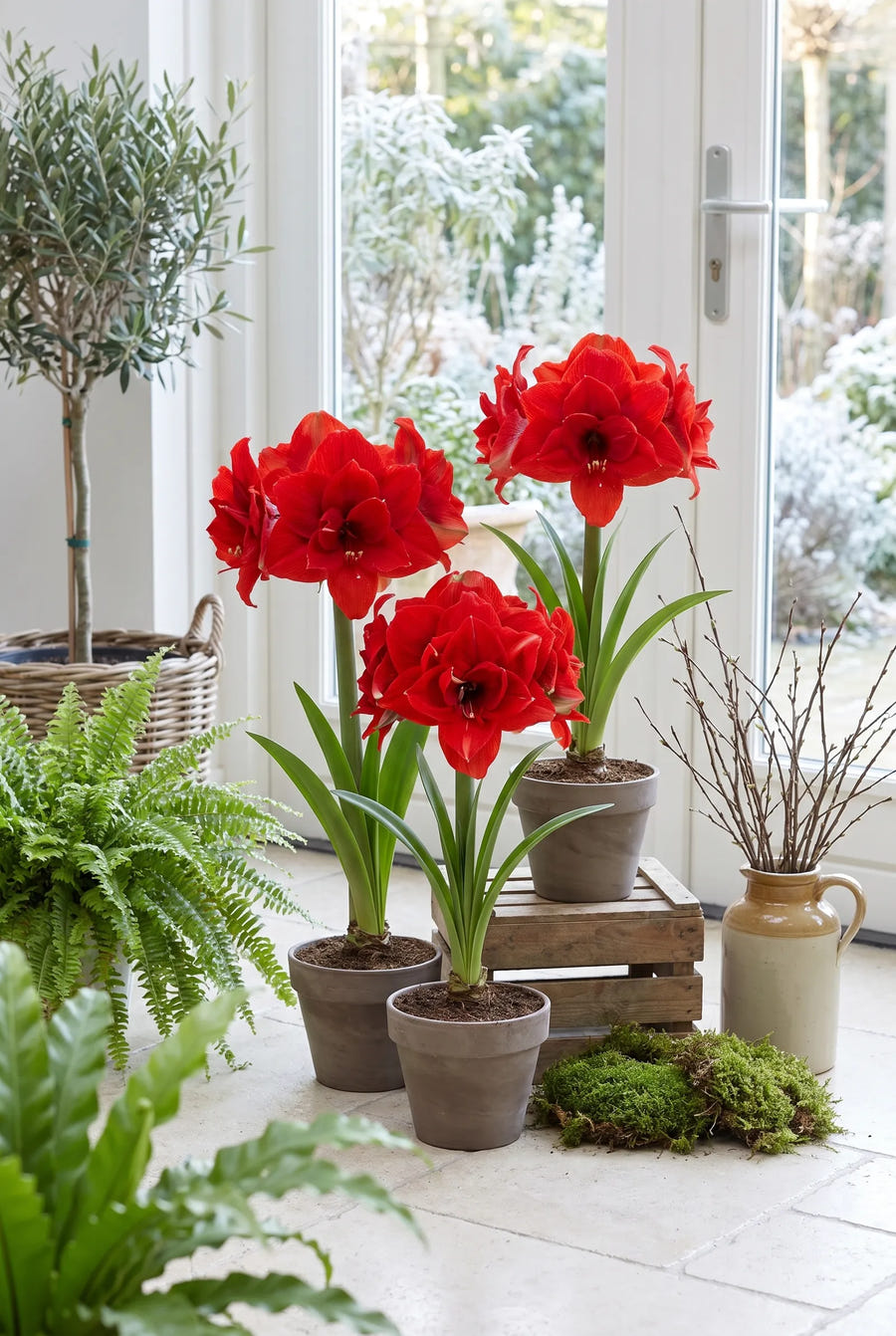 Hippeastrum Cherry Nymph — groep in de tuinborder