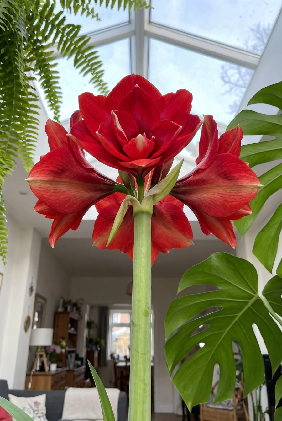 Hippeastrum Cherry Nymph — in de tuin