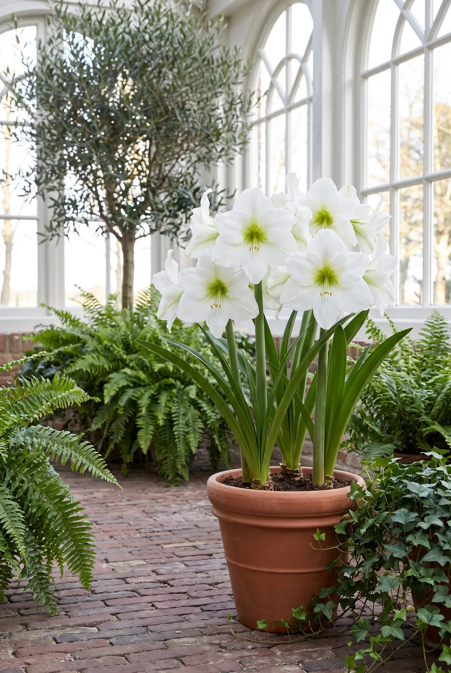 Hippeastrum Christmas Gift — in de border