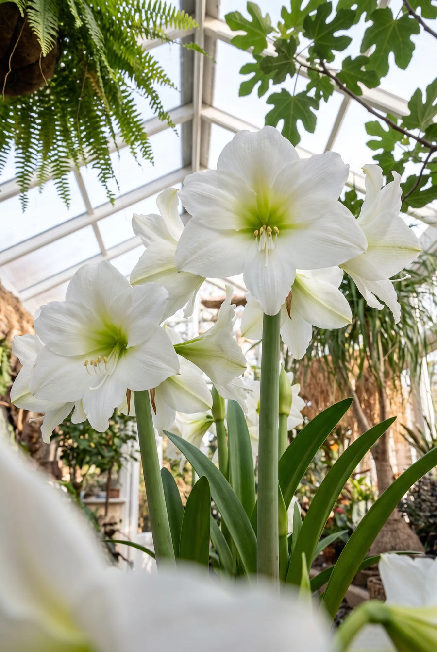 Hippeastrum Christmas Gift — in de tuin