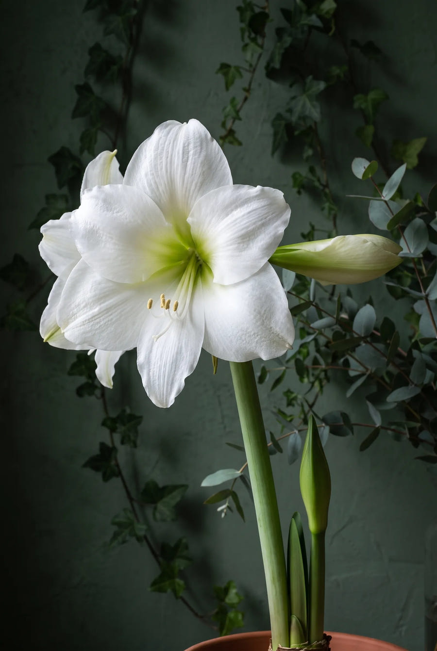 Hippeastrum Christmas Gift — sfeerbeeld