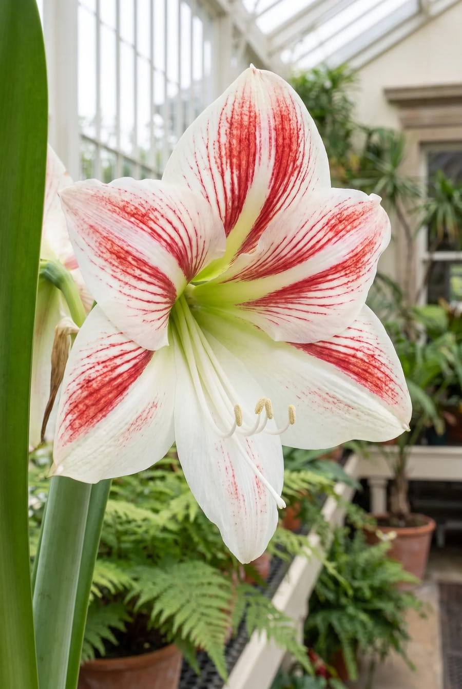 Hippeastrum Clown — close-up van de bloem