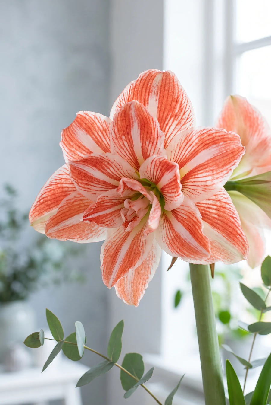 Hippeastrum Dancing Queen — close-up van de bloem