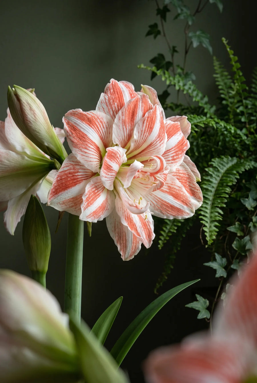 Hippeastrum Dancing Queen — sfeerbeeld