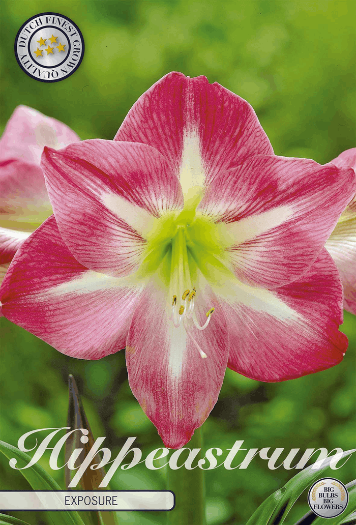 Hippeastrum Exposure