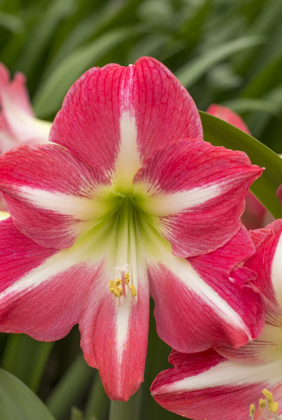 Amaryllis Exposure, Nahaufnahme der rosa Blüte mit weißem Stern