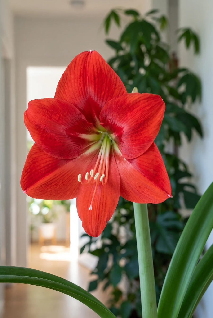 Hippeastrum Exposure — close-up van de bloem