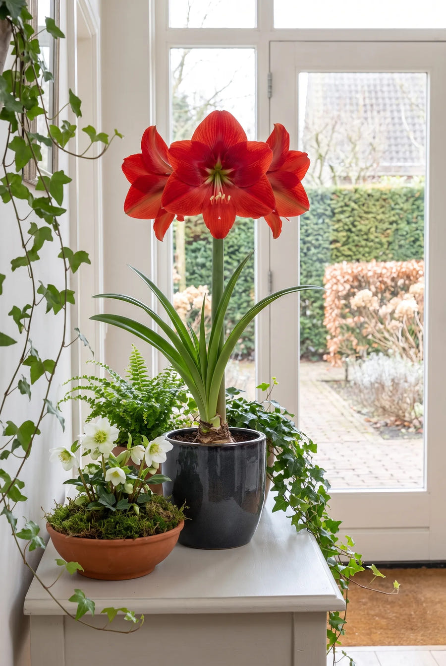 Hippeastrum Exposure — in pot op terras