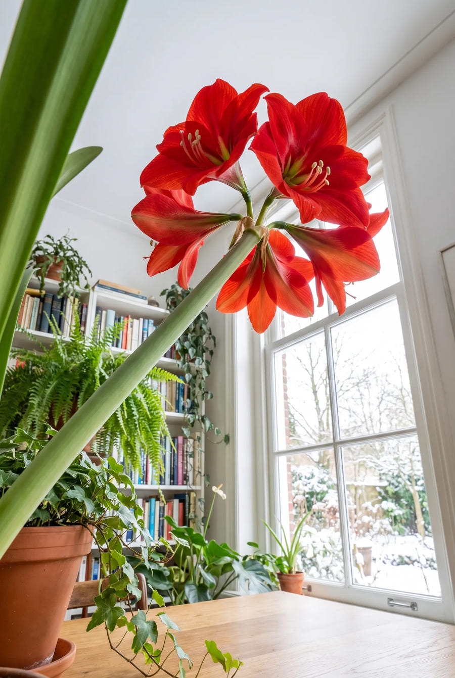 Hippeastrum Exposure — in de tuin