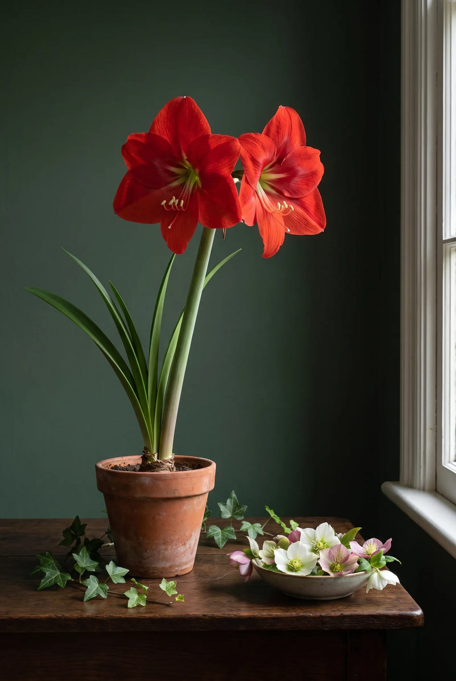 Hippeastrum Exposure — sfeerbeeld