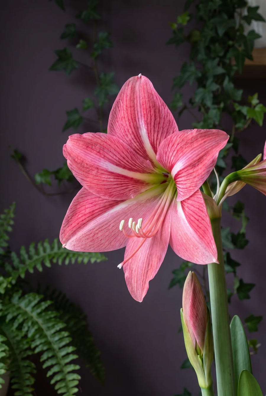 Hippeastrum Gervase — sfeerbeeld