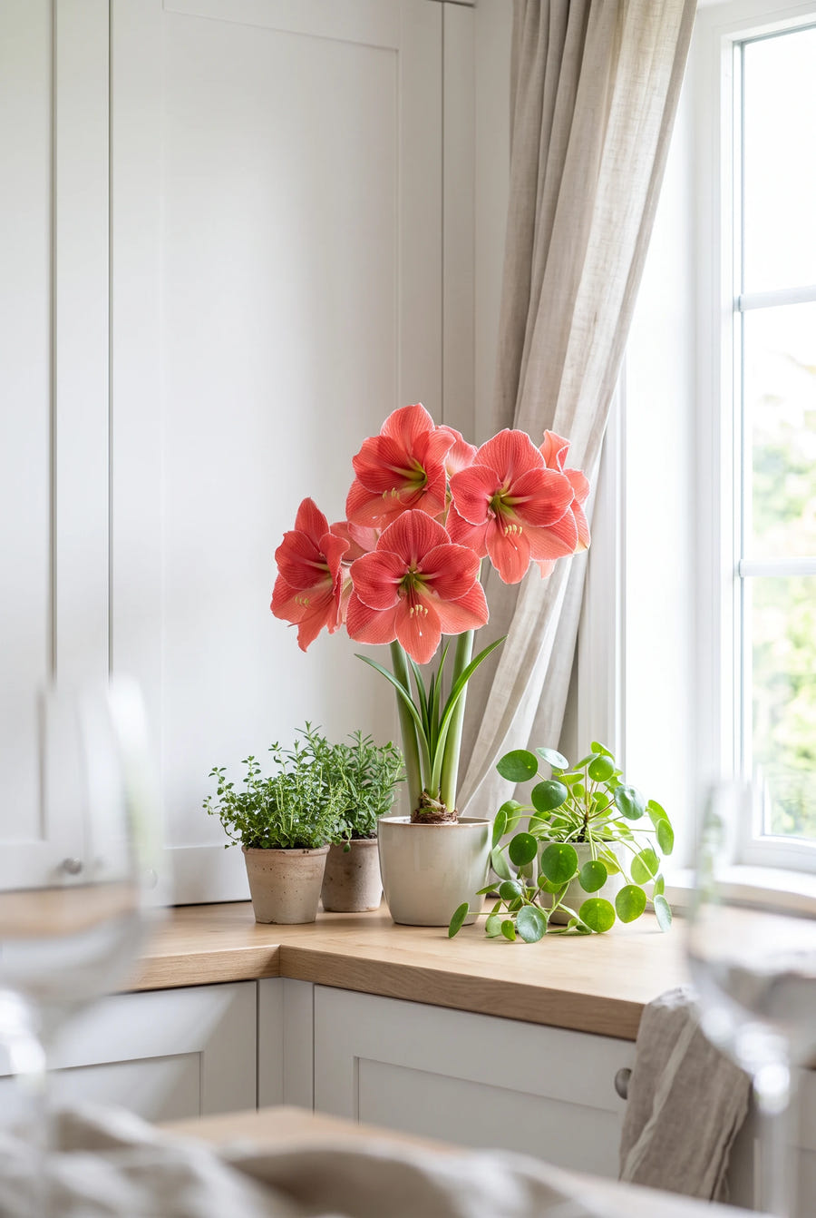 Hippeastrum Magical Touch — in bloei bij het raam