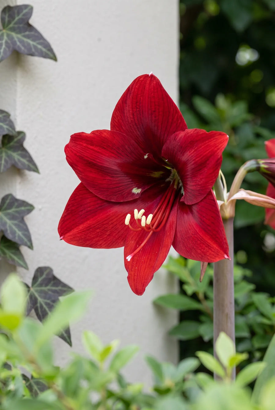 Hippeastrum Red Lion — close-up van de bloem