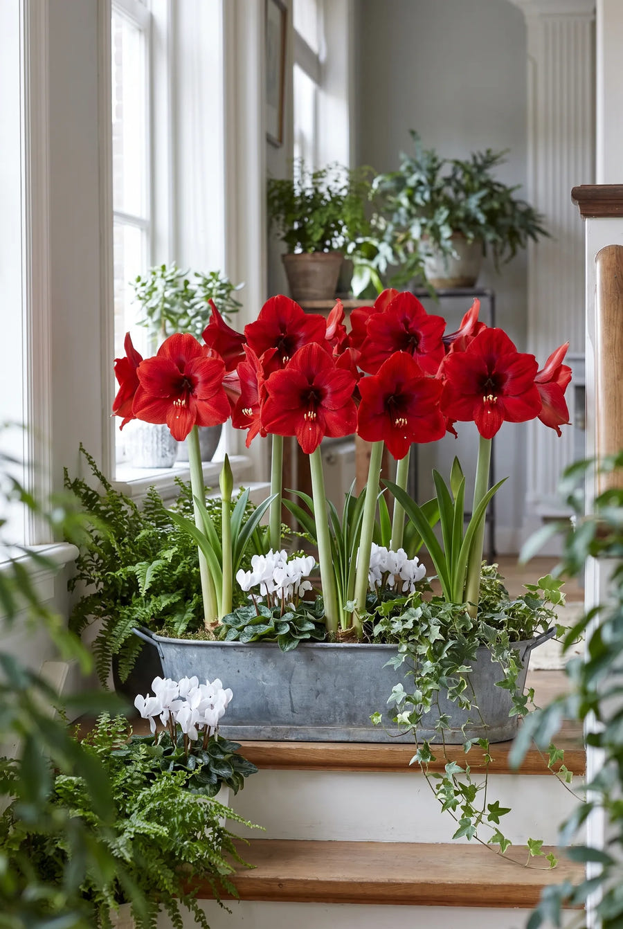 Hippeastrum Red Lion — groep in de tuinborder