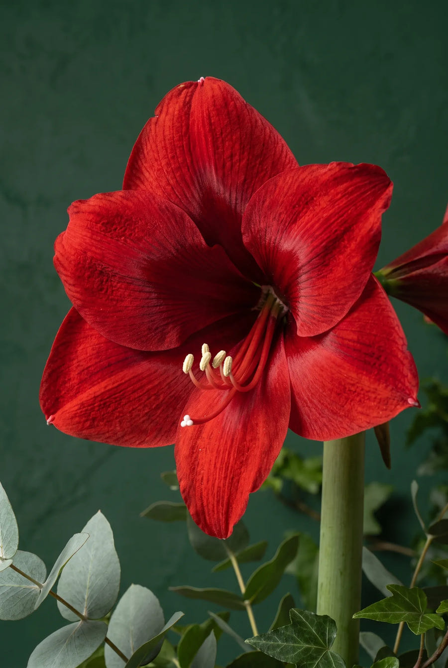 Hippeastrum Red Lion — sfeerbeeld