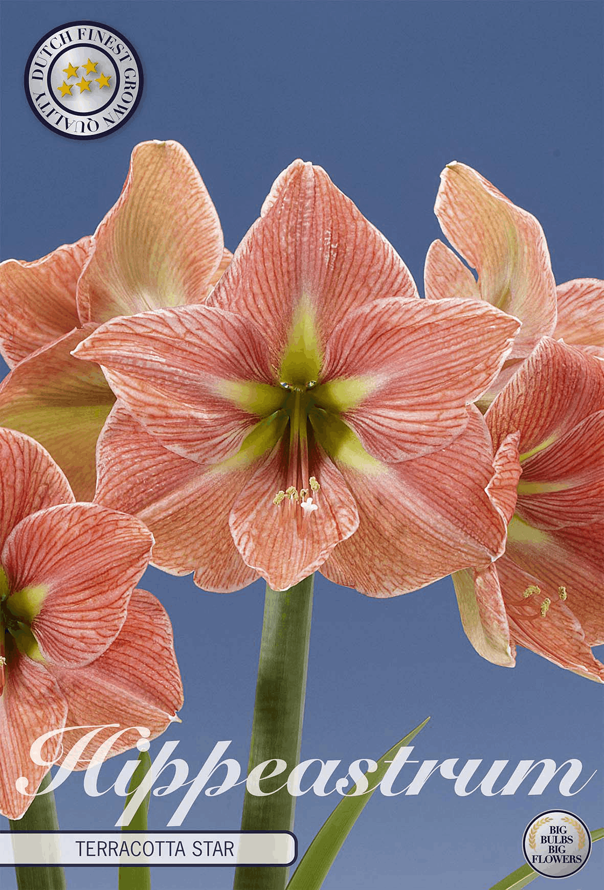Hippeastrum Terracotta star