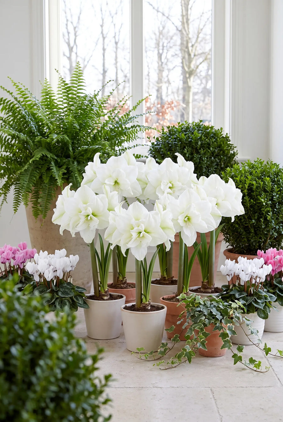 Hippeastrum White Nymph — groep in de tuinborder
