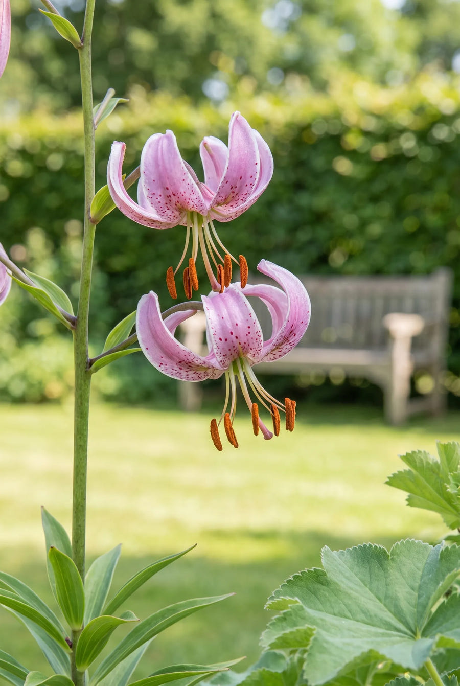 Lilium Pink Morning — close-up van de bloem