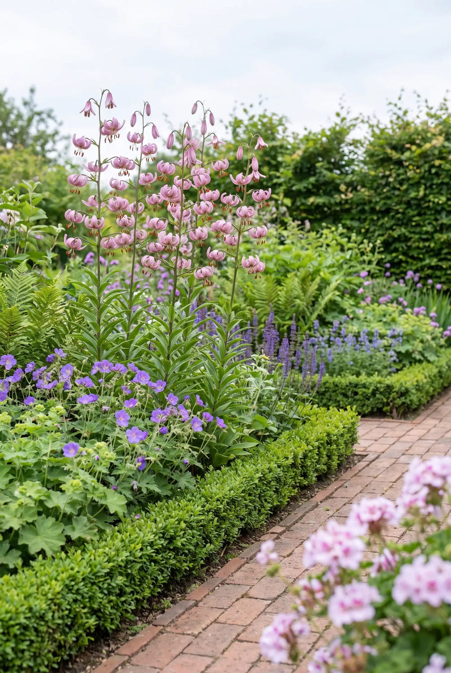 Lilium Pink Morning — groep in de tuinborder
