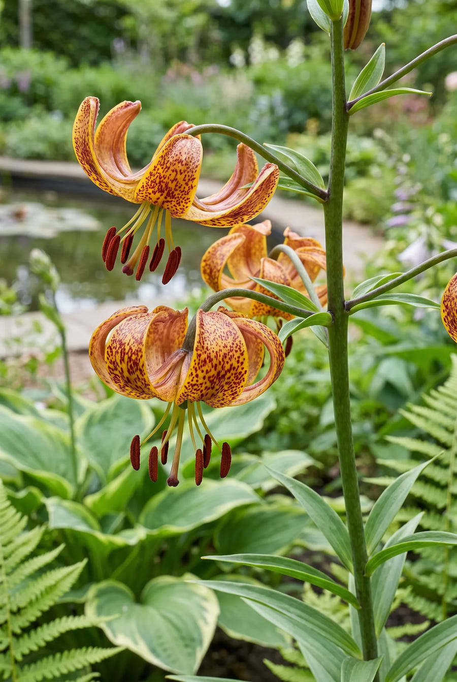 Lilium Sunny Morning — close-up van de bloem