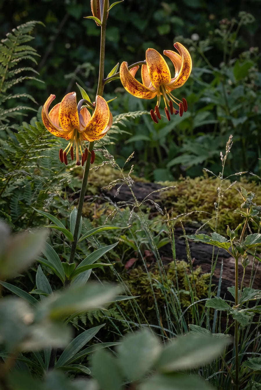 Lilium Sunny Morning — sfeerbeeld