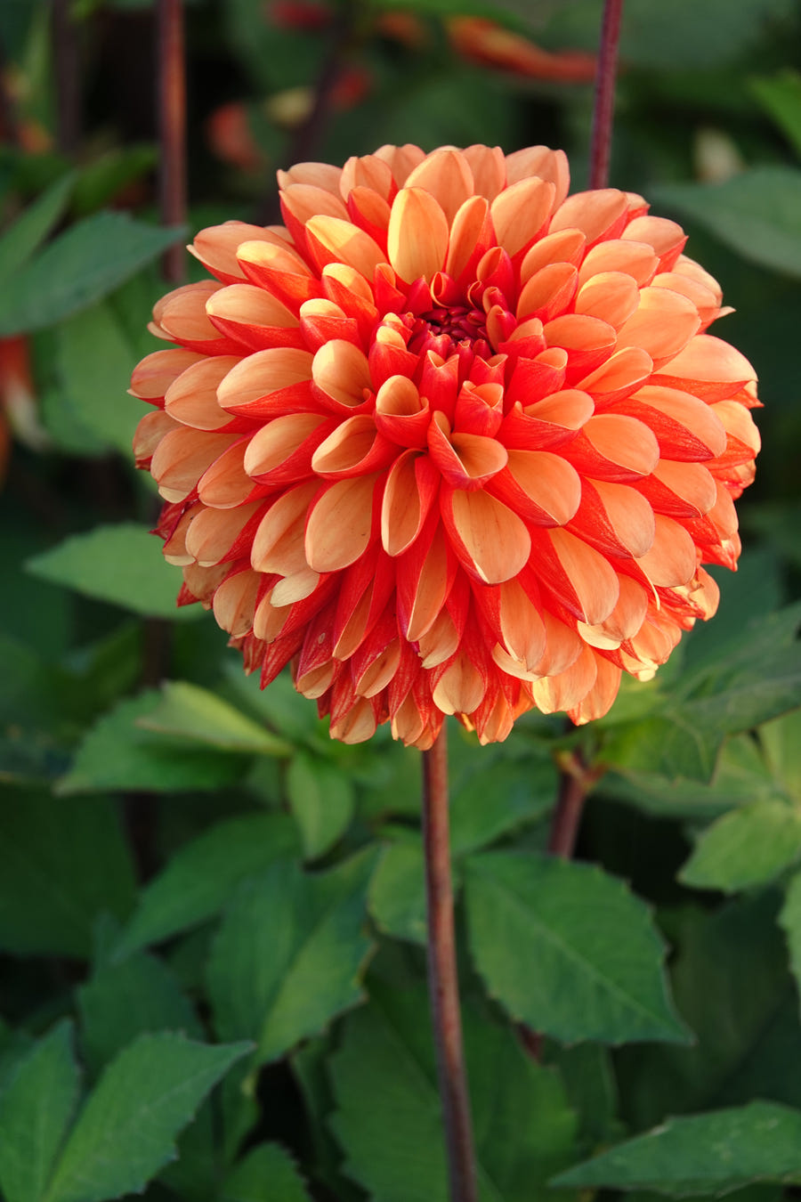 Dahlie American Sunset