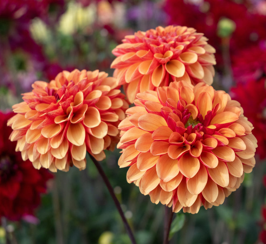 Dahlie American Sunset