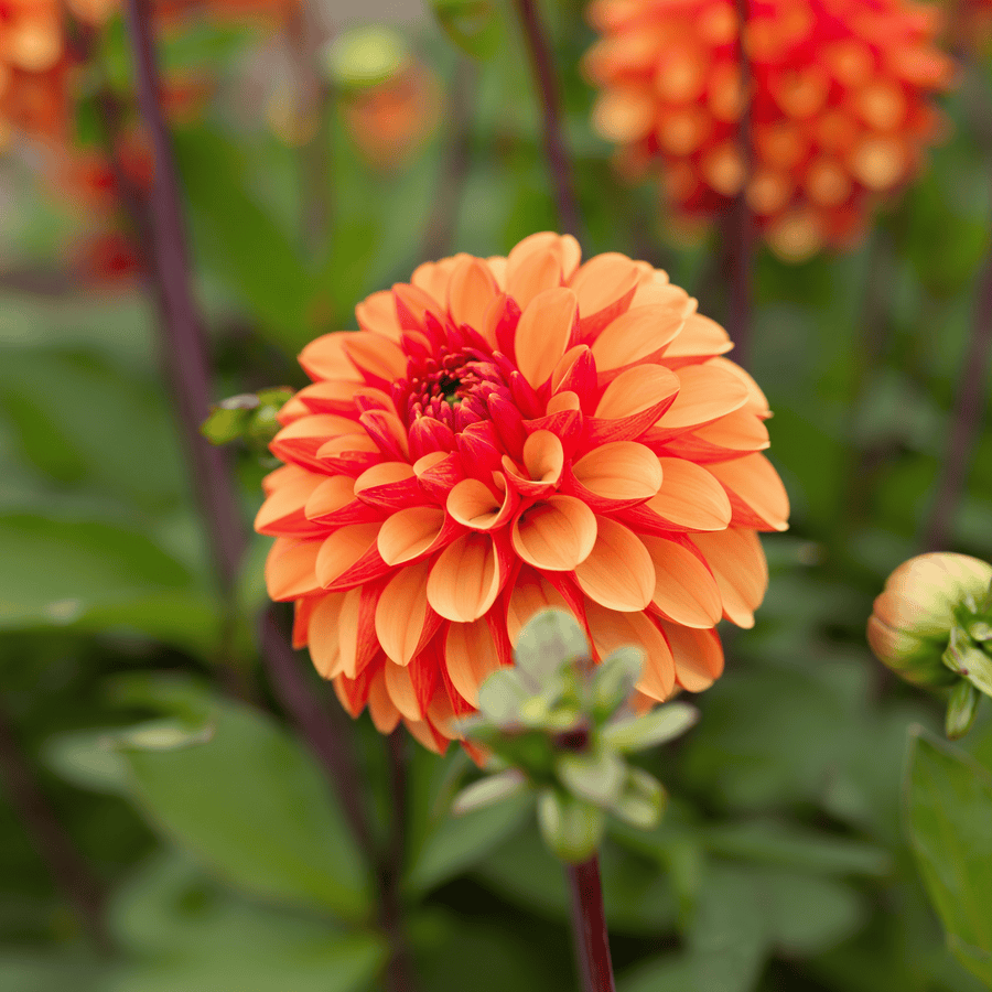 Dahlie American Sunset