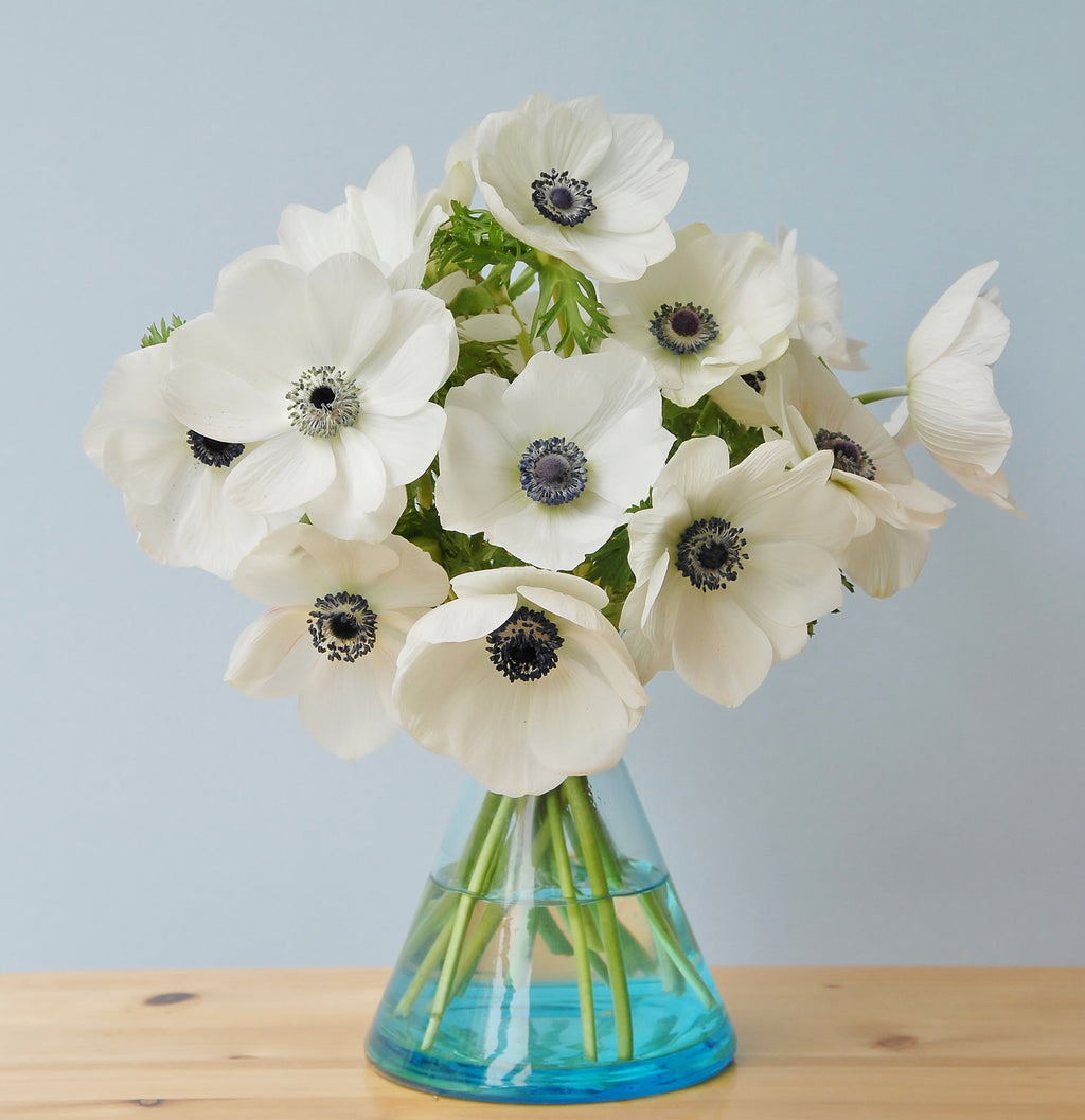Anemone Coronaria Braut