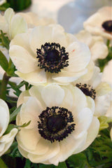 Anemone Coronaria Braut
