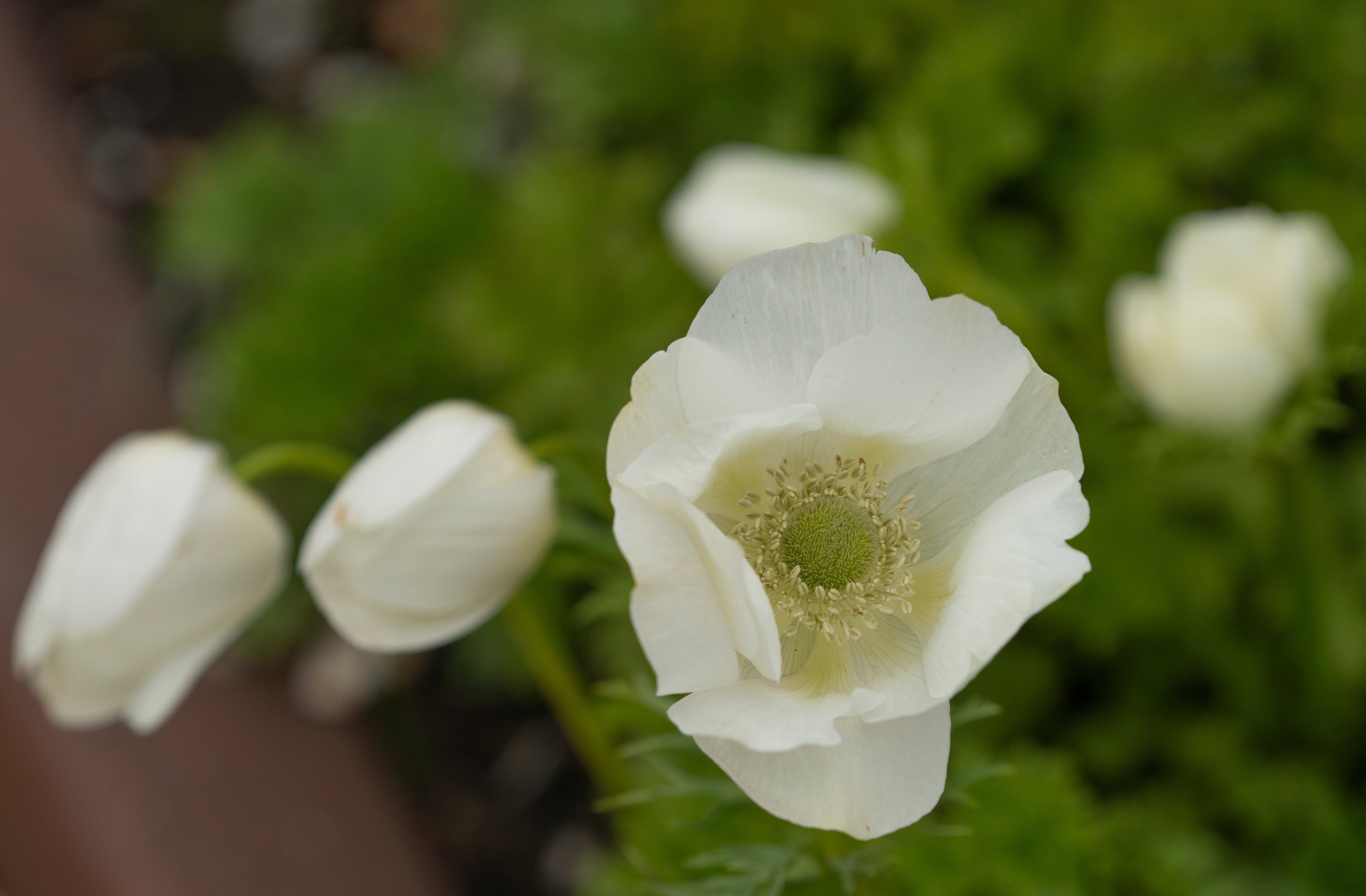 Anemone Coronaria Braut