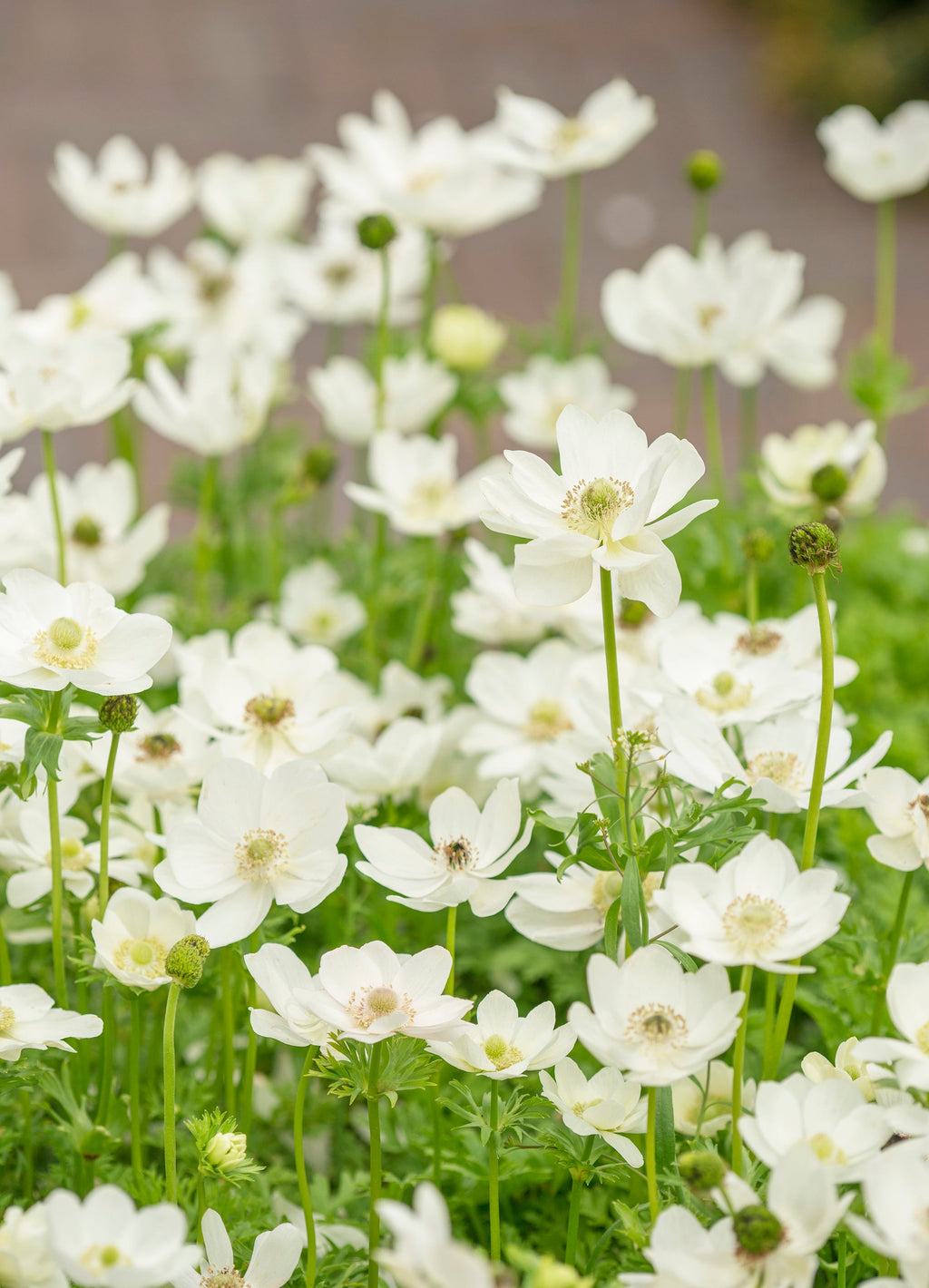 Anemone Coronaria Braut
