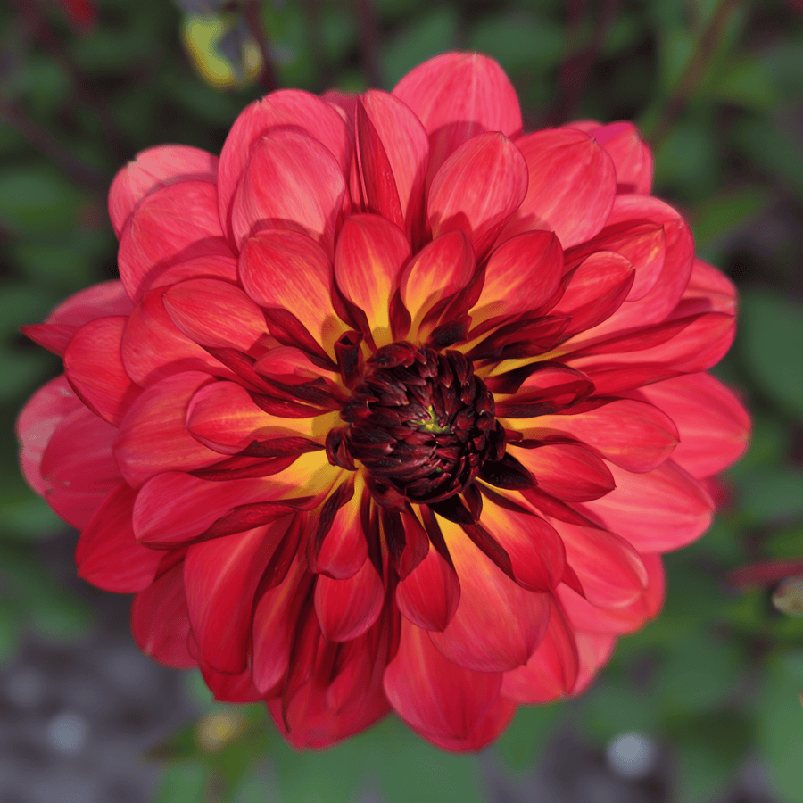 Dahlia Antibes