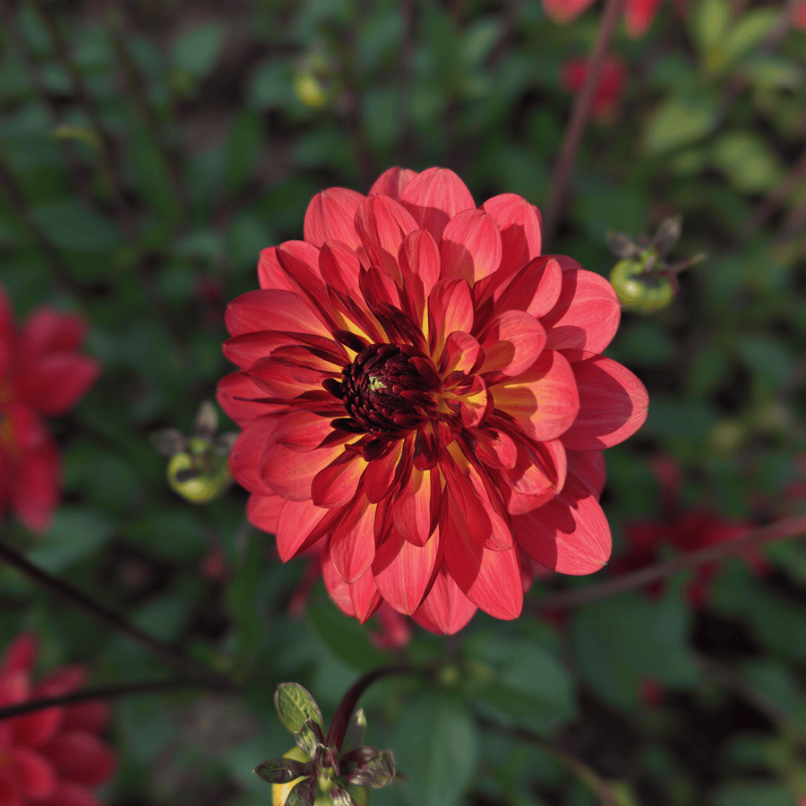 Dahlia Antibes