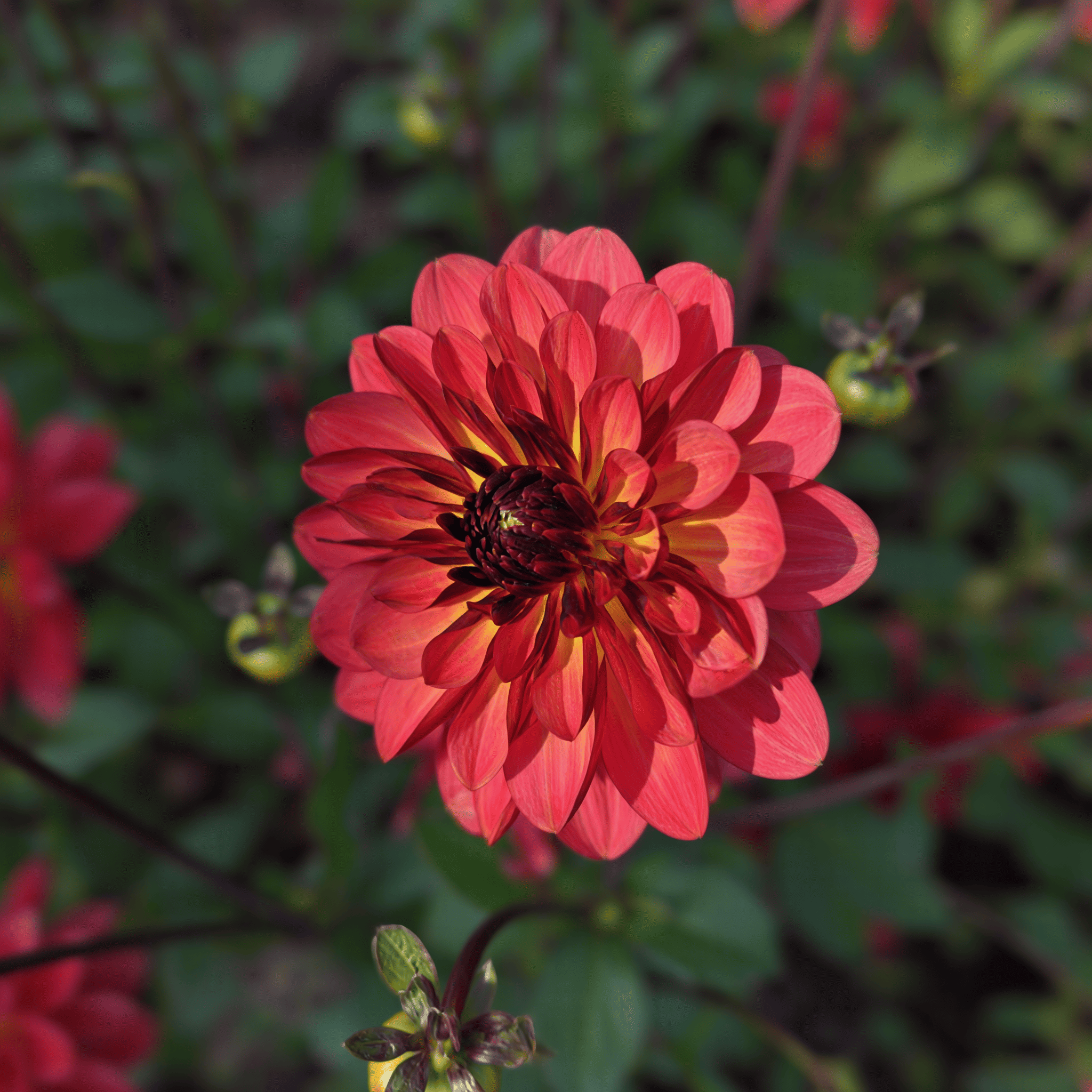 Dahlia Antibes