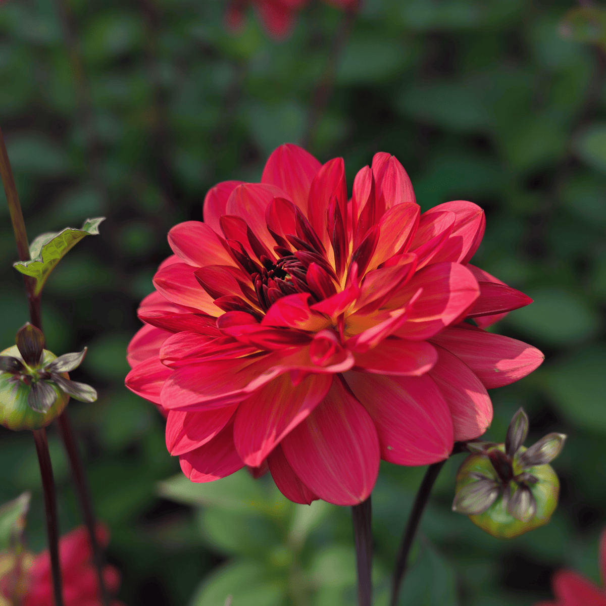 Dahlia Antibes
