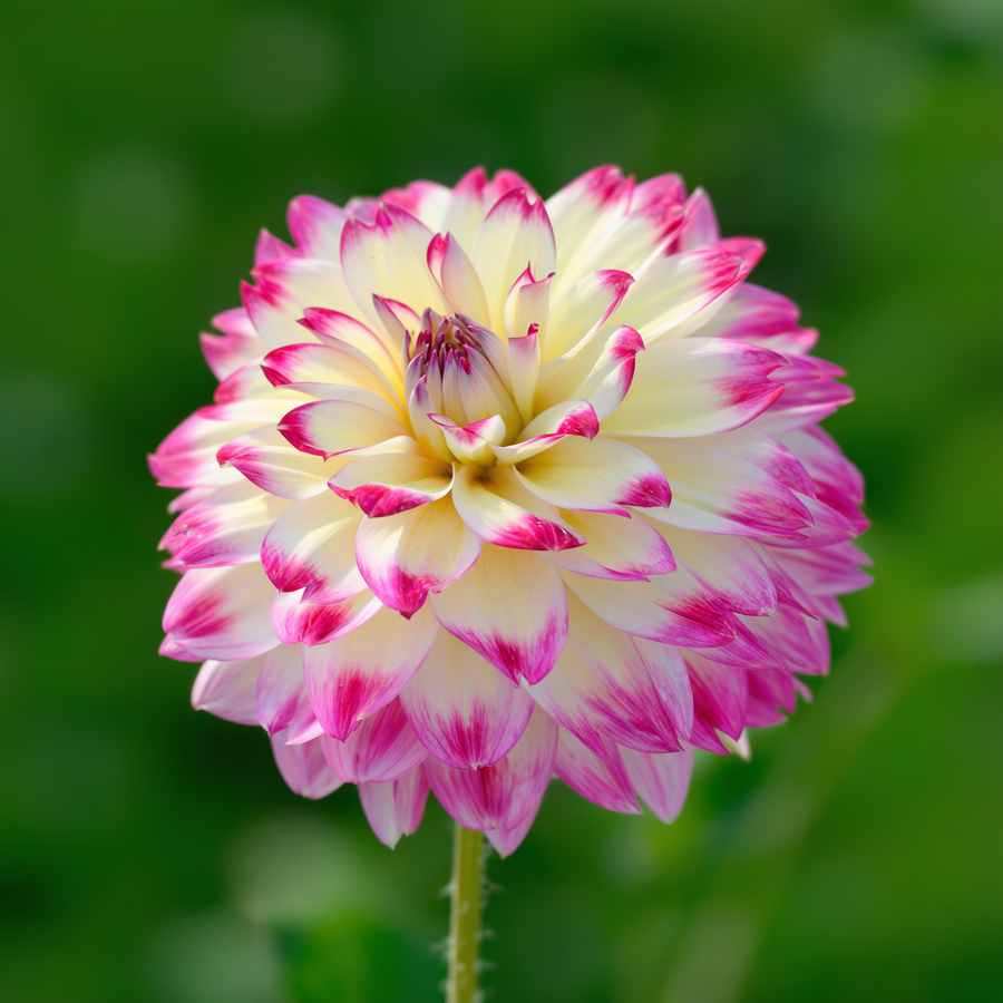 Dahlia Ariko Aphrodite
