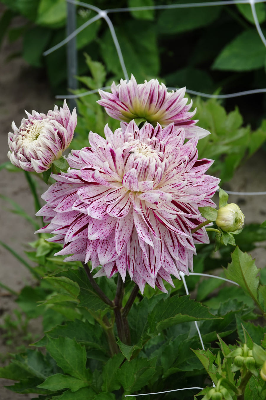 Dahlie Avignon