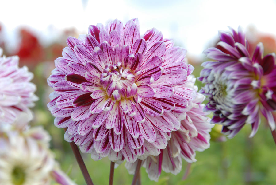 Dahlie Avignon