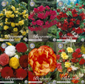 Begonie Grand Bloom
