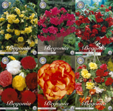 Begonie Grand Bloom