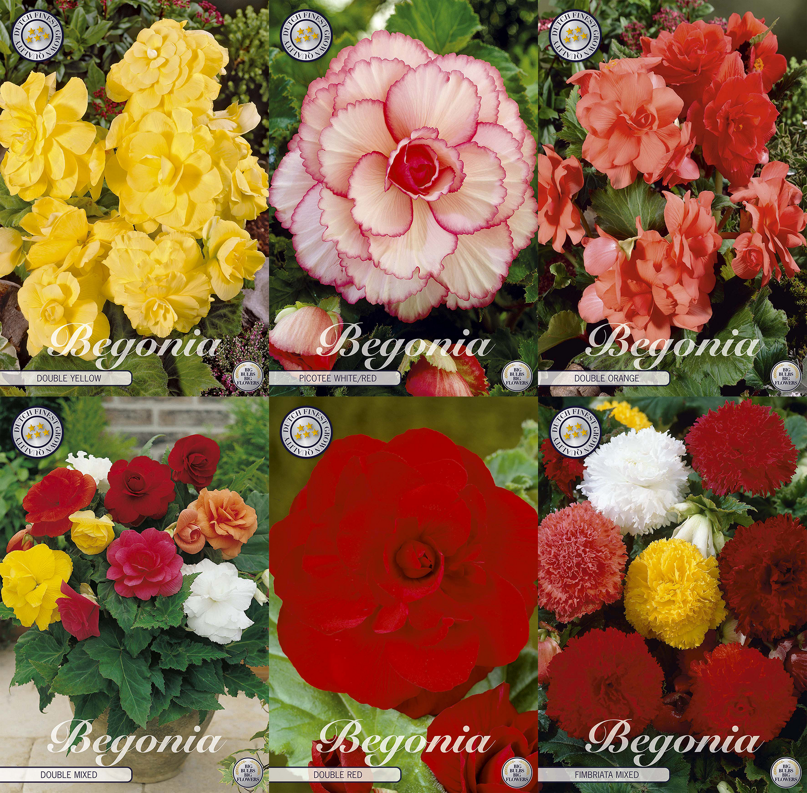 Begonie 'Summer Charm'