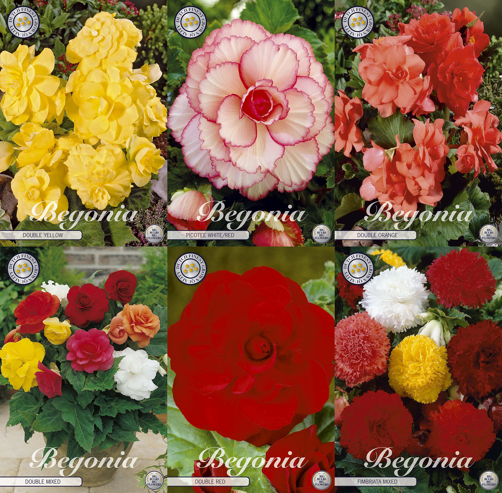 Begonie 'Summer Charm'