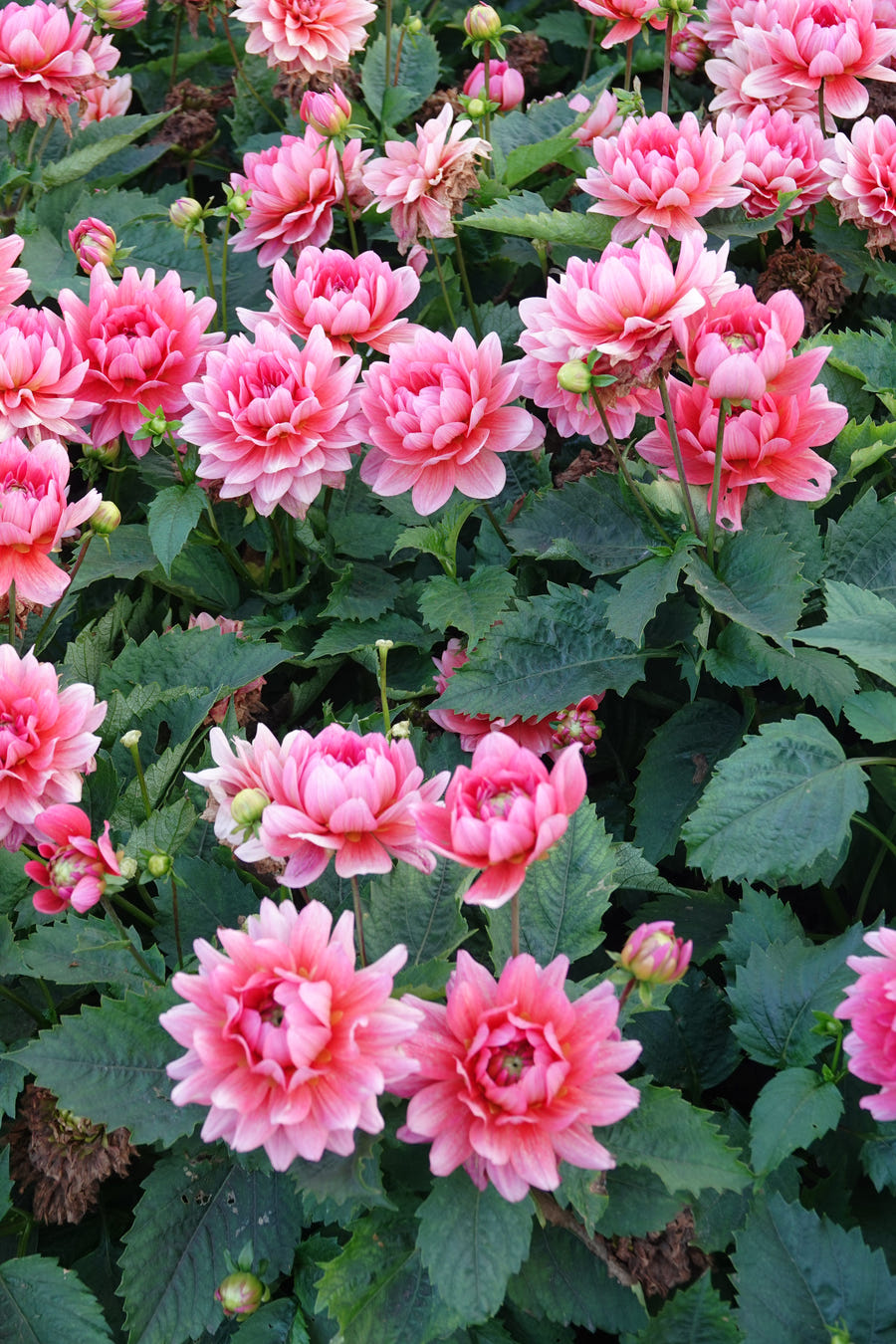 Dahlie Berliner Kleene