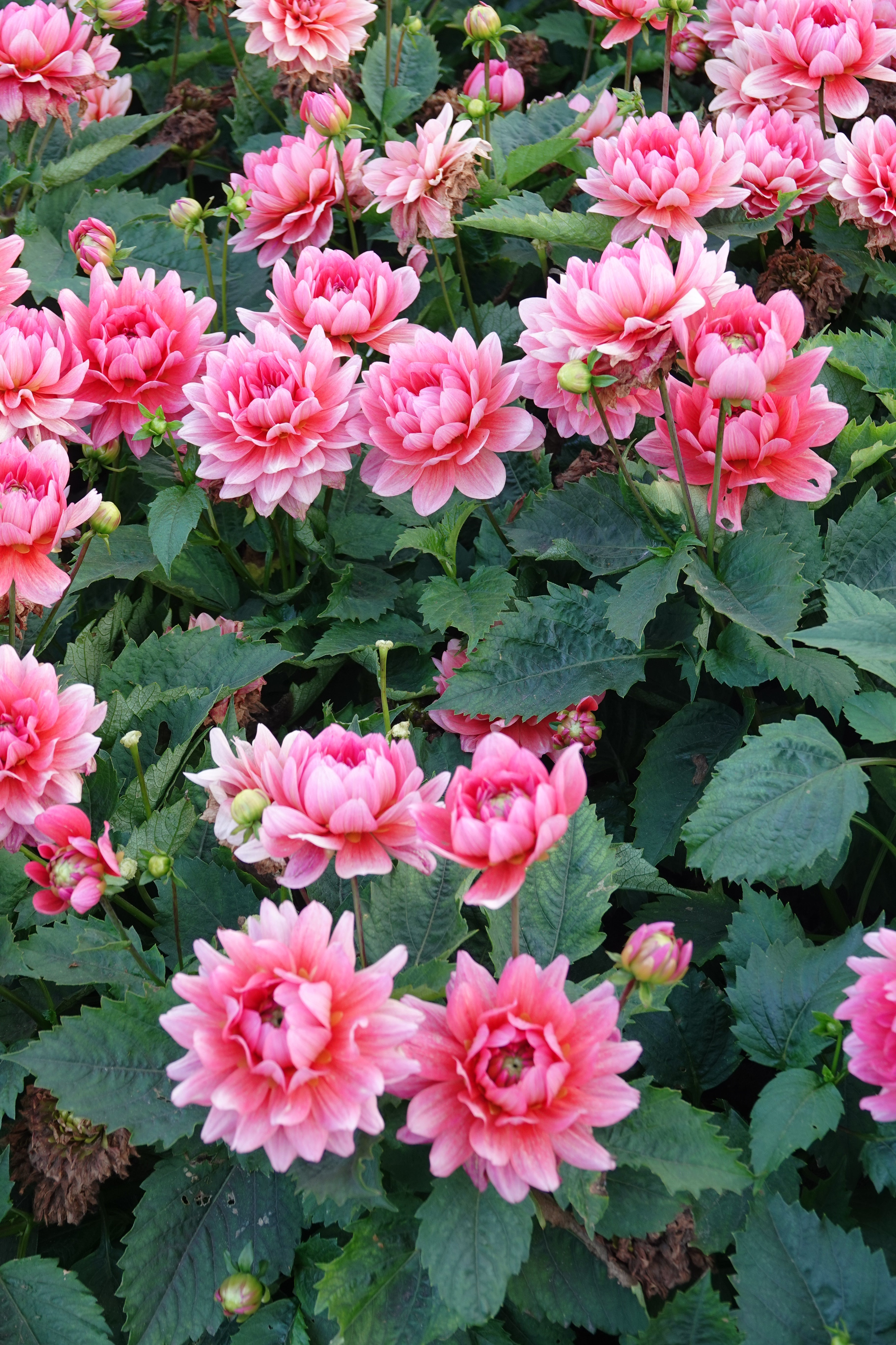 Dahlie Berliner Kleene
