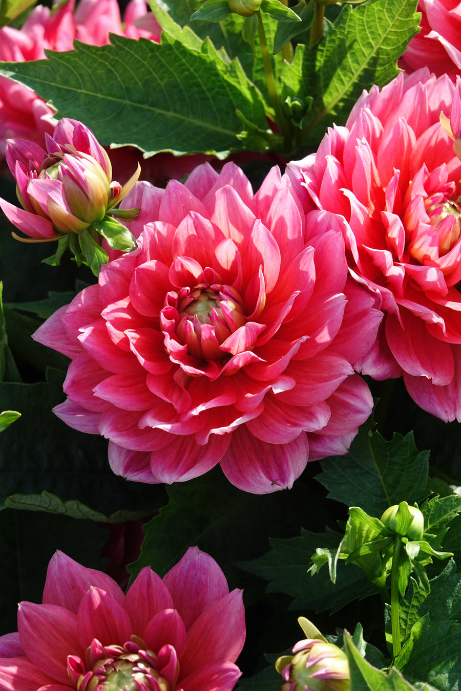 Dahlie Berliner Kleene