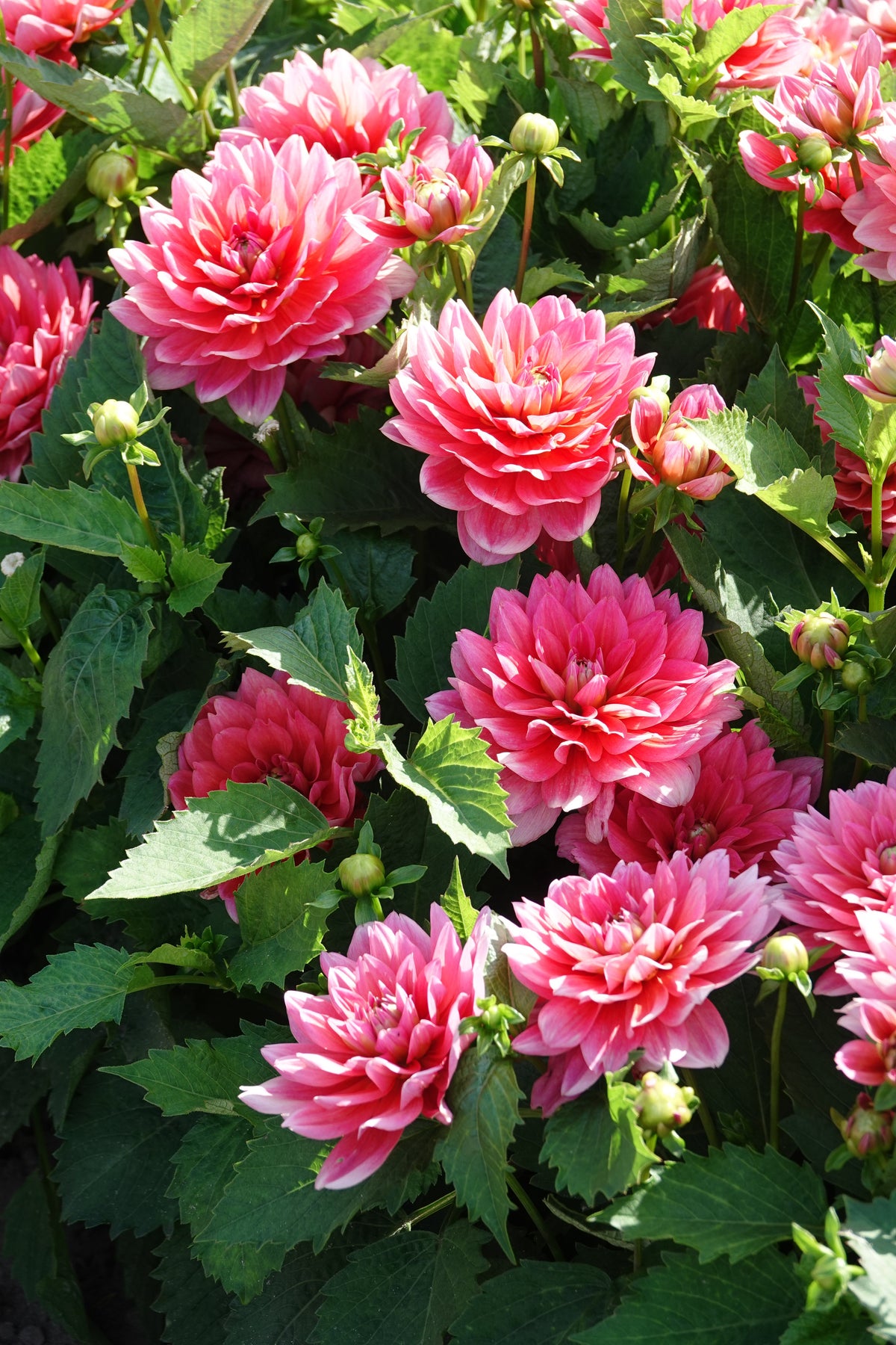 Dahlie Berliner Kleene